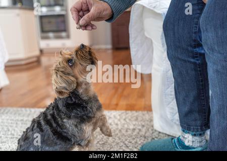 Der süße kleine Yorkshire Terrier Hündchen schaut zum Besitzer auf und wartet auf eine Belohnung. Stockfoto