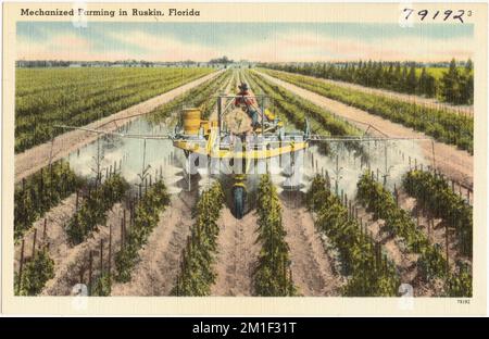 Mechanized Farming in Ruskin, Florida, Industriebetriebe, Tichnor Brothers Collection, Postkarten der Vereinigten Staaten Stockfoto