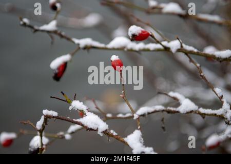 Windsor, Berkshire, Großbritannien. 12.. Dezember 2022. Schnee auf Rosenhüften. In Windsor kam es über Nacht zu einem leichten Schneestaub, der heute ein Winterwunderland um die Stadt herum verließ. Eine gelbe Wetterwarnung für Eis bleibt in Berkshire bis morgen früh um 11am Uhr bestehen. Kredit: Maureen McLean/Alamy Live News Stockfoto