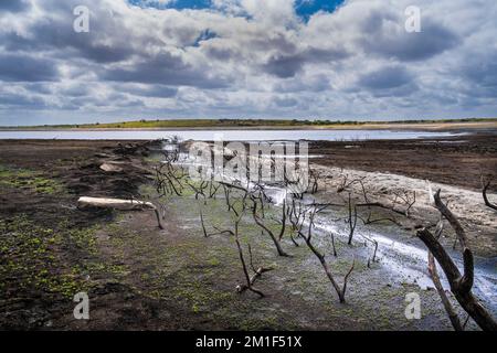 Die Überreste einer alten toten Hecke wurden an einer zurückgehenden Küste freigelegt, die durch fallende Wasserstände infolge der schweren Dürrebedingungen in Colliford La verursacht wurde Stockfoto