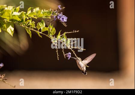 Annas Kolibri ist eine mittelgroße Vogelart der Familie Trochilidae Stockfoto