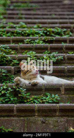 Ein vertikales Bild einer niedlichen Katze, die auf einer Steintreppe mit Efeu liegt Stockfoto