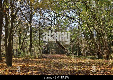 Wanderung durch die Wälder von Hindley Hill Woods an einem frostigen Wintermorgen Stockfoto