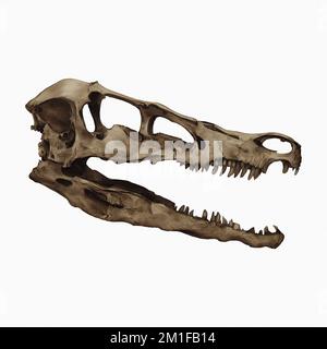 Velociraptor Skull Digital Art Von Winters860 Isolated, Background Stockfoto