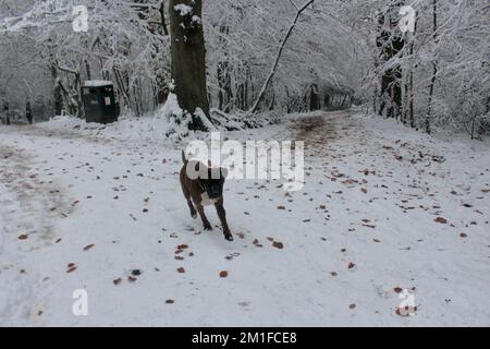 Verschneite Szenen in highgate Wood und Queens Wood North london N10 england Great britain Boxer Dog Running Stockfoto
