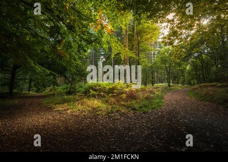 Verschiedene Wege durch die Herbstbäume des Wyre Forest, Worcestershire, England Stockfoto