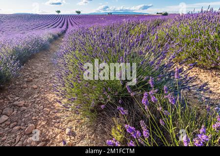 Malerischer Blick auf das Lavendelfeld in der Provence im Süden Frankreichs während des warmen Sommers Stockfoto
