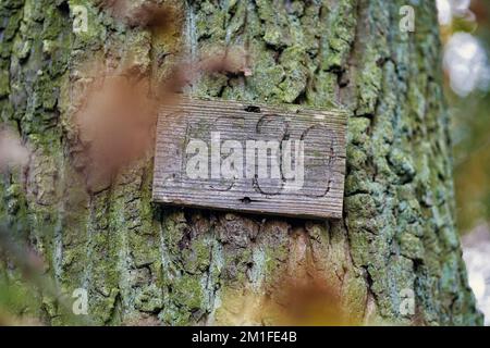 Nahaufnahme eines Holzstücks mit der Aufschrift 1530, die an einem moosbedeckten Baumstamm hängt Stockfoto
