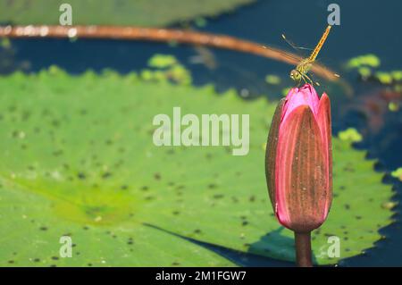 Nahaufnahme einer Libelle, die auf dem Dach eines pinkfarbenen Lotus-Blumenknospens ruht Stockfoto