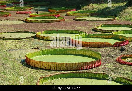 Eine Gruppe großer Wasserlilien-Pads von Victoria Amazonica in einem mit Entenkraut bedeckten Teich Stockfoto