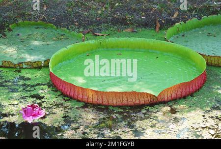 Fantastische Riesenlilien-Pads von Victoria Amazonica in einem mit Entenkraut bedeckten Teich Stockfoto