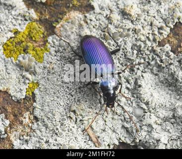 Farbenfroher Käfer-Spaziergang auf einem Felsen Stockfoto