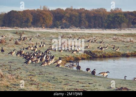 Die Kanadischen Gänse ruhen sich im Spätherbst am Seeufer aus. Hochwertiges Foto Stockfoto