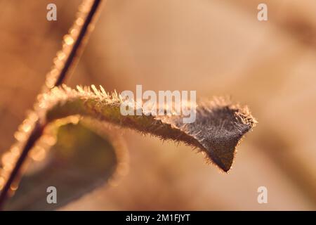 Gefrorenes Blatt in der warmen Morgensonne. Hochwertiges Foto Stockfoto
