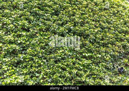 Ivy bedeckt eine ganze Wand, Ivy an der Wand, Efeu, grüner Efeu, bedeckt, Beschleierung, UK, England, Tapete, Deckblatt, Tarnung, grüne Blätter, Efeu-Blätter, Ivy Stockfoto