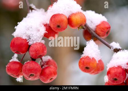 ipe-rote schneebedeckte Äpfel auf einem Zierapfelbaum im Frühwetter Stockfoto