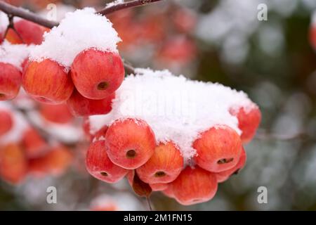 ipe-rote schneebedeckte Äpfel auf einem Zierapfelbaum im Frühwetter Stockfoto