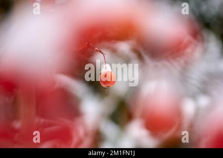 ipe-rote schneebedeckte Äpfel auf einem Zierapfelbaum im Frühwetter Stockfoto