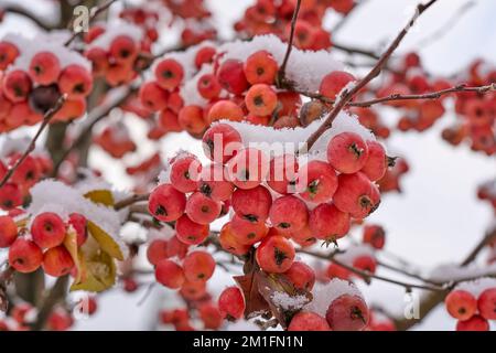 ipe-rote schneebedeckte Äpfel auf einem Zierapfelbaum im Frühwetter Stockfoto