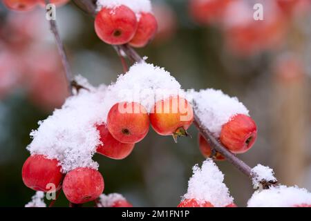 ipe-rote schneebedeckte Äpfel auf einem Zierapfelbaum im Frühwetter Stockfoto