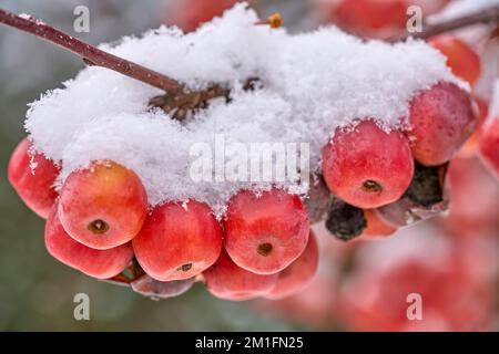 ipe-rote schneebedeckte Äpfel auf einem Zierapfelbaum im Frühwetter Stockfoto