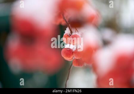 ipe-rote schneebedeckte Äpfel auf einem Zierapfelbaum im Frühwetter Stockfoto