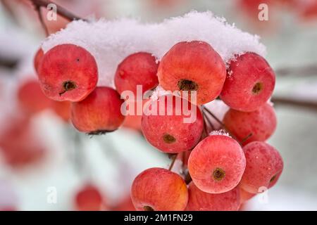 ipe-rote schneebedeckte Äpfel auf einem Zierapfelbaum im Frühwetter Stockfoto