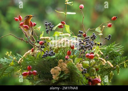 Europäisches Rotkehlchen, Rotkehlchen, Erithacus rubecula, sitzt auf einem Rosehip-Ast in einem Winterblumenstrauß. Stockfoto