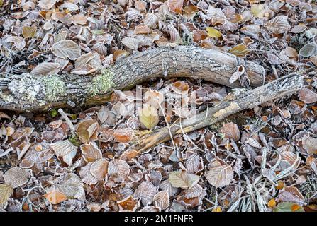 Frostige Herbstblätterstreu und Äste auf einem Waldboden. UK Stockfoto