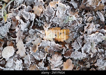 Frostige Eichenblätter auf einem Waldboden im Winter. UK Stockfoto