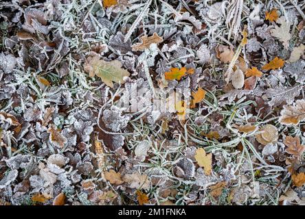 Frostige Eichenblätter auf einem Waldboden im Winter. UK Stockfoto