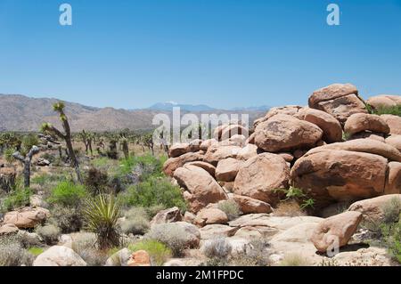 Yucca-Palmenkakti wachsen in der trockenen Wüstenlandschaft im joshua Tree-Nationalpark im sonnigen kalifornien. Stockfoto