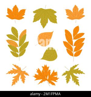 Herbstlaub ist fertig. Farbenfrohe Herbstsilhouetten, Ahornholz, Birke, gelbes Orange, tiefgrünes Laub. Waldbaumbestandteile. Darstellung des Saisonvektors. Stock Vektor