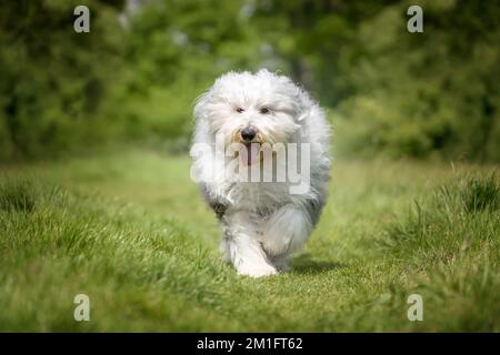 Der alte englische Schäferhund läuft direkt auf ein Feld zu der Kamera Stockfoto