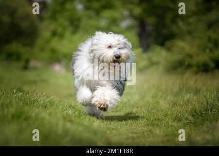 Der alte englische Schäferhund läuft direkt auf ein Feld zu der Kamera Stockfoto