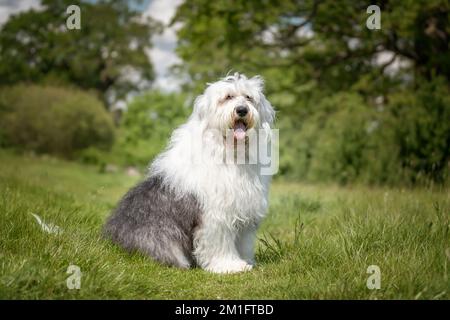 Der alte englische Schäferhund sitzt auf einem Feld und schaut direkt in die Kamera Stockfoto
