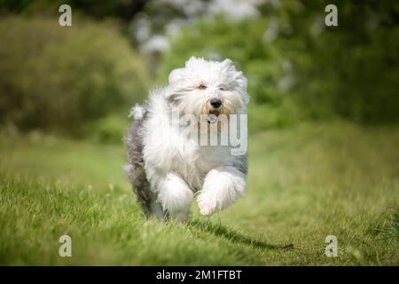 Der alte englische Schäferhund läuft direkt auf ein Feld zu der Kamera Stockfoto