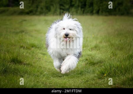 Der alte englische Schäferhund läuft direkt auf ein Feld zu der Kamera Stockfoto