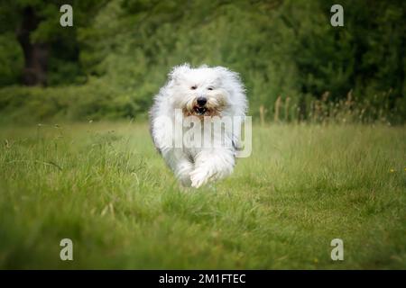 Der alte englische Schäferhund läuft direkt auf ein Feld zu der Kamera Stockfoto