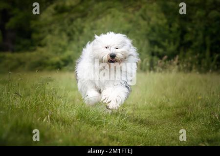 Der alte englische Schäferhund läuft direkt auf ein Feld zu der Kamera Stockfoto