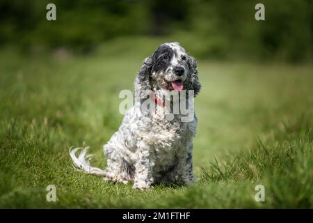 Zeigen Sie Cocker Spaniel in Schwarz und Weiß, wie er auf dem Gras sitzt und direkt in die Kamera schaut Stockfoto