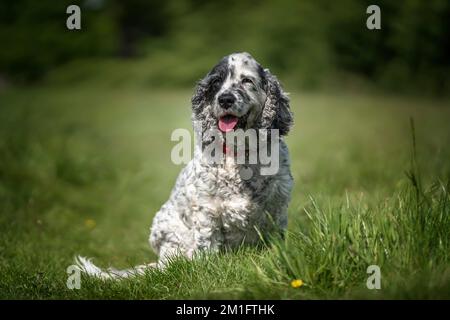 Zeigen Sie Cocker Spaniel in Schwarz und Weiß, wie er auf dem Gras sitzt und direkt in die Kamera schaut Stockfoto