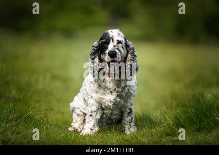 Zeigen Sie Cocker Spaniel in Schwarz und Weiß, wie er auf dem Gras sitzt und direkt in die Kamera schaut Stockfoto