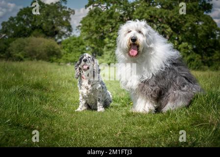 Old English Sheepdog und English Show Cocker Spaniel sitzen auf einem Feld und schauen direkt in die Kamera Stockfoto