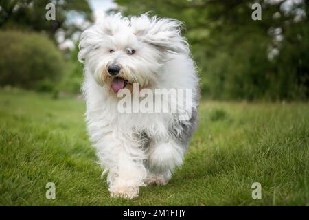 Der alte englische Schäferhund läuft direkt auf ein Feld zu der Kamera Stockfoto