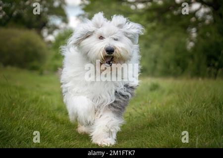 Der alte englische Schäferhund läuft direkt auf ein Feld zu der Kamera Stockfoto
