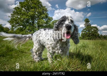 Zeig Cocker Spaniel, wie sie schwarz und weiß steht und ihren langen Schwanz im Gras schwingt Stockfoto