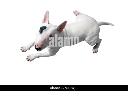 Ein weißer Bullterrier vor einem weißen Studiohintergrund Stockfoto