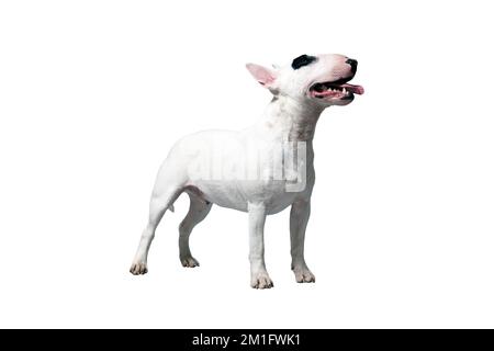Ein weißer Bullterrier vor einem weißen Studiohintergrund Stockfoto