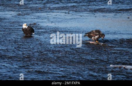 Zwei Adler, die im Squamish River am Brackendale Eagle stehen, führen Vista Point in British Columbia, Kanada Stockfoto